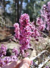 Image result for Daphne mezereum