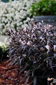 Image result for Strobilanthes