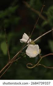 Image result for Merremia emarginata