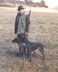 Image result for český fousek stavba těla