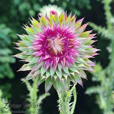 Image result for Carduus