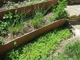 herbes aromatiques faites vous ces 12 erreurs potagerdurable com herbes aromatiques bac de jardinage herbe