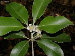 Image result for Lophostemon confertus