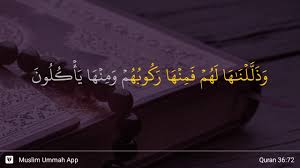Pengasihan surat yasin ayat 72. Ya Sin Ayat 72 Youtube