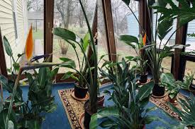 At the northern end of its range (zone 9), this bird of paradise plant may be deciduous. My Orange Bird Of Paradise Fucking Bloomed Houseplants