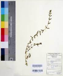 Image result for Bergia salaria