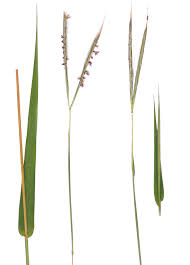 Image result for Diheteropogon