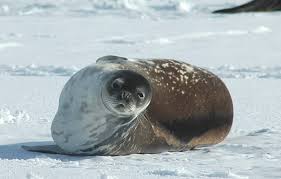 Weddell Seal Facts Pictures More About Weddell Seal