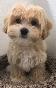 If you like what you see, inquire about our puppies for adoption! Petland Kansas City Has Maltipoo Puppies For Sale Check Out All Our Available Puppies Maltipoo Petlan Maltipoo Puppy Puppies Maltipoo Puppies For Sale