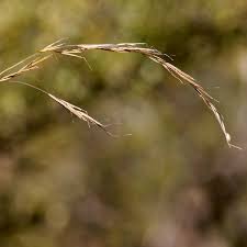 Image result for Aristida adscensionis