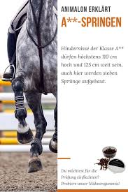 animalon erklart was ist ein a springen pferdepflege springreiten pferd