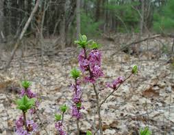Image result for Daphne mezereum
