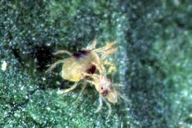 Image result for spotted spider mite