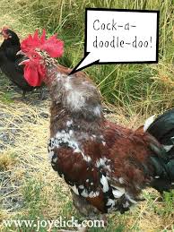 A challenge has been issued. How To Train A Rooster To Be Nice Or At Least To Stop Attacking You Farm Girl Inspirations