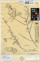 Image result for Tinnea rhodesiana