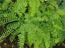 Image result for Adiantum patens