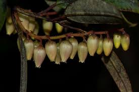 Image result for Agarista salicifolia