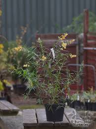 Image result for Freylinia