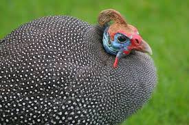 Guinea Fowl Birds That Look Like Turkeys Pin On Barnyard
