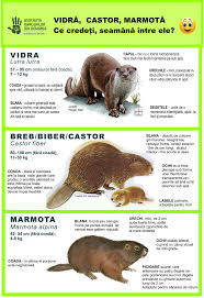 Muxakara și 3 alți utilizatori consideră că acest răspuns este de ajutor. Rangerii Din Romania Arr Fotos Facebook