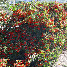 Image result for Pyracantha