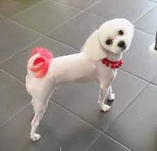 They can fit into most families with older children and can be the life of the party. Image Result For Shaved Maltese Catgroomingdesign Doggroomingtips Maltese Haircut Dog Haircuts Dog Grooming Diy