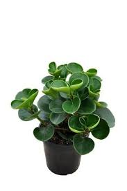 Jade Peperomia Obtusifolia Plantas Verdes Plantas Tropicais Decoracao Com Plantas