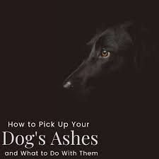 Check spelling or type a new query. Picking Up Your Dog S Ashes Can Be Difficult Pethelpful