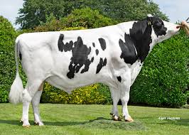 Exciting Developments in Bull Breeding: A Look at the Latest News