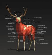 Deer Muscle Anatomy Deer Muscle Anatomy Human Anatomy