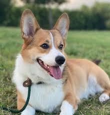 Click here to be notified when new pembroke welsh corgi puppies are listed. Corgi Puppy The Complete Guide Happydoggo