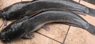 Ikan keli infoikan.com sudah tahu gambar ikan keli afrika? Mengenal Jenis Ikan Lele Dumbo Di Kepulauan Indonesia