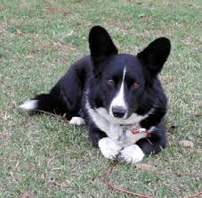 Black And White Cardigan Welsh Corgi Puppy Corgi Mix In 2020 Black And White Corgi Corgi Black Corgi