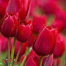 Maybe you would like to learn more about one of these? Poesia Vida Y Alegria Home Facebook