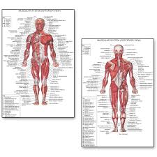 You maintain the position of the core while moving the other parts of the body. Amazing Body Map Human Anatomy Muscular System Chart Art Poster Print Canvas Wall Pictures For Medical Education Home Decor Painting Calligraphy Aliexpress