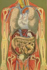 Human anatomy abdomen anatomy abdominal blood vessels stock photos anatomy abdominal. Lower Abdominal Diagram Female Diagram Design Sources Layout Seikai Layout Seikai Bebim It