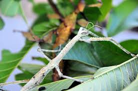 Image result for Centema