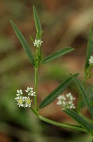 Image result for Limeum