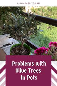 Problems With Olive Trees In Pots Potted Olive Tree Potted Trees Olive Plant