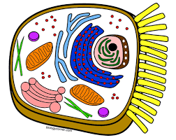 These free science printables are great for homeschool or classroom use. Easy Animal Cell Drawing With Color Novocom Top