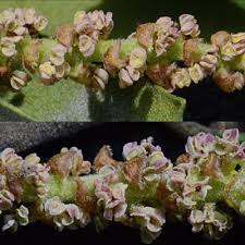 Image result for Myrica serrata
