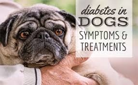 There is now a facebook group to. Diabetes In Dogs How To Spot Treat This Chronic Disease Caninejournal Com