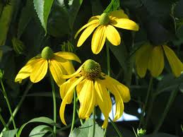 Image result for Rudbeckia Paradisio