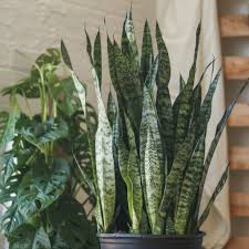 Image result for Sansevieria pedicellata
