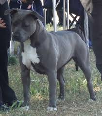 A blue nose pitbull is a type of pit bull, characterized by its blue colored nose and coat. Aust Ch Ilprimo Blue Angel American Pitbull Terrier Staffordshire Terrier Pitbull Terrier