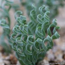 Image result for Albuca