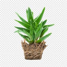 Aloe vera plant is rich in polysaccharides too, active agents that help cure ulcers and numerous digestive disorders. Aloe Vera Gel Skin Care Aloe Plant Cactus Oil Plants Png Pngwing