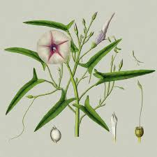 Image result for Ipomoea aquatica