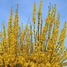 Forsythia Lynwood Gold 2 5qt U S D A Hardiness Zones 5 8 1pc Cottage Hill Plants Woodland Garden Landscape