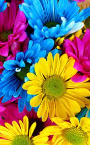 Flower wallpapers is free flower hd wallpapers and flower backgrounds app with huge collection of popular and breathtaking best flower wallpapers our app supports almost all of the hd screens and hd mobiles. 4k Flower Mobile Wallpapers Wallpaper Cave